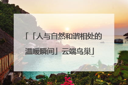 「人与自然和谐相处的温暖瞬间」云端鸟巢