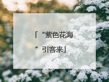 “紫色花海”引客来