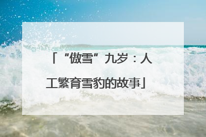 “傲雪”九岁：人工繁育雪豹的故事
