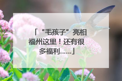 “毛孩子”亮相福州这里！还有很多福利……