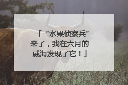 “水果侦察兵”来了，我在六月的威海发现了它！
