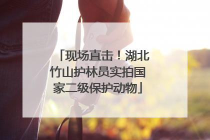 现场直击！湖北竹山护林员实拍国家二级保护动物
