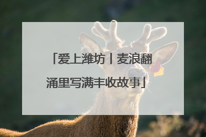爱上潍坊丨麦浪翻涌里写满丰收故事