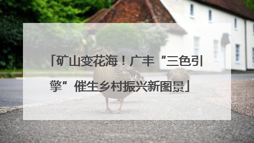 矿山变花海！广丰“三色引擎”催生乡村振兴新图景
