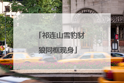 祁连山雪豹豺狼同框现身