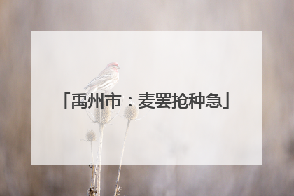 禹州市：麦罢抢种急