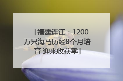 福建连江：1200万只海马历经8个月培育 迎来收获季