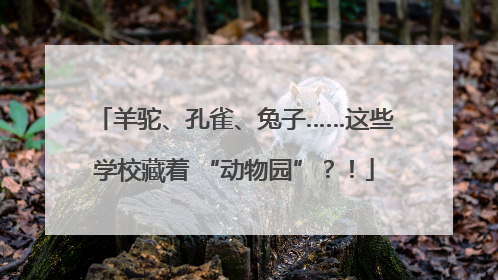 羊驼、孔雀、兔子……这些学校藏着 “动物园”？！