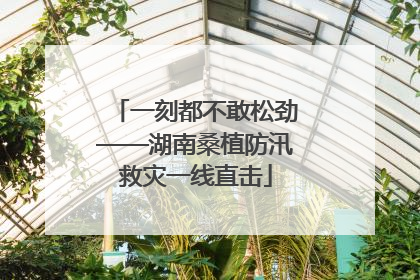 一刻都不敢松劲——湖南桑植防汛救灾一线直击