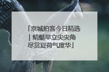 京城拍客今日精选｜蜻蜓早立尖尖角 尽赏夏荷气度华