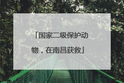 国家二级保护动物，在南昌获救