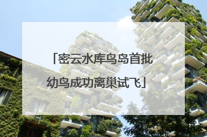 密云水库鸟岛首批幼鸟成功离巢试飞