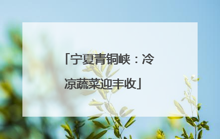 宁夏青铜峡：冷凉蔬菜迎丰收