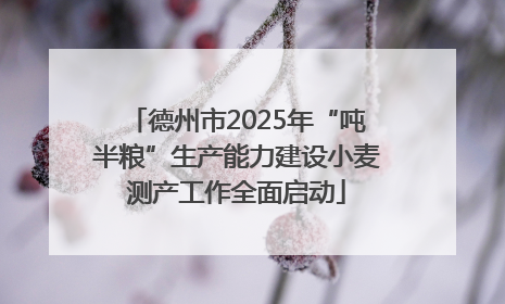 德州市2025年“吨半粮”生产能力建设小麦测产工作全面启动