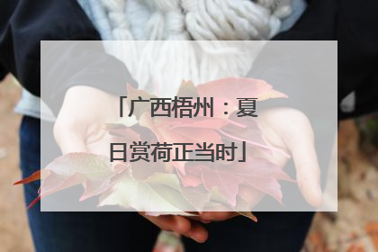 广西梧州：夏日赏荷正当时