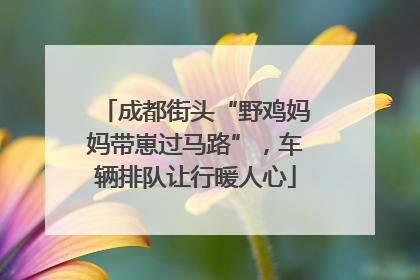 成都街头“野鸡妈妈带崽过马路”，车辆排队让行暖人心