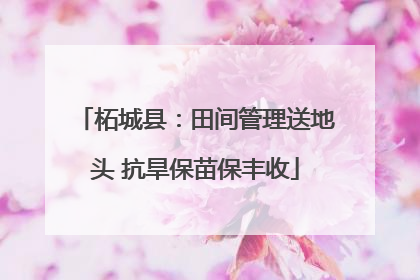 柘城县：田间管理送地头 抗旱保苗保丰收