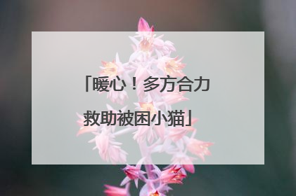 暖心！多方合力救助被困小猫