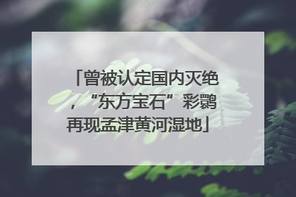 曾被认定国内灭绝，“东方宝石”彩鹮再现孟津黄河湿地
