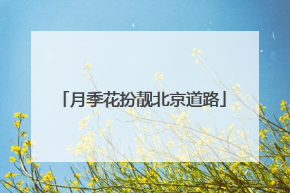 月季花扮靓北京道路