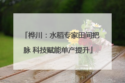 桦川：水稻专家田间把脉 科技赋能单产提升