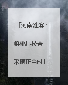 河南淮滨：鲜桃压枝香 采摘正当时