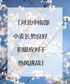 河北中南部小麦长势良好 积极应对干热风挑战