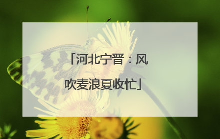 河北宁晋：风吹麦浪夏收忙