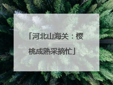 河北山海关：樱桃成熟采摘忙