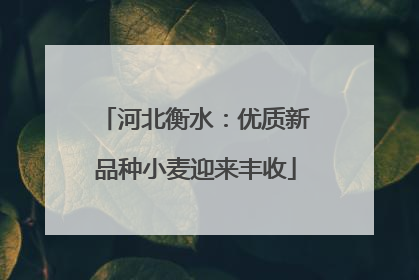 河北衡水：优质新品种小麦迎来丰收