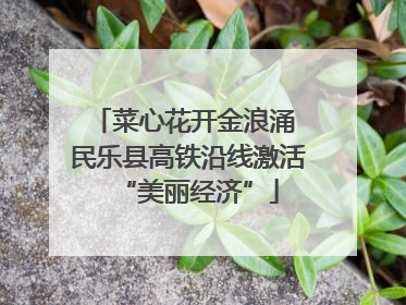 菜心花开金浪涌 民乐县高铁沿线激活“美丽经济”
