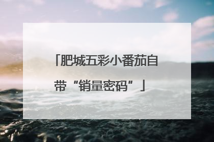 肥城五彩小番茄自带“销量密码”