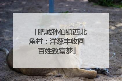 肥城孙伯镇西北角村：洋葱丰收圆百姓致富梦