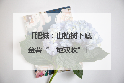 肥城：山楂树下藏金薯“一地双收”