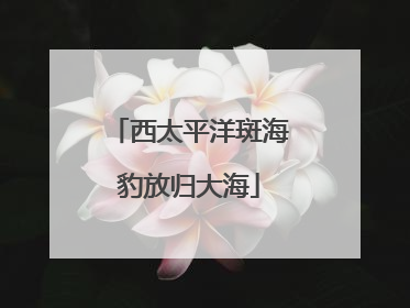 西太平洋斑海豹放归大海