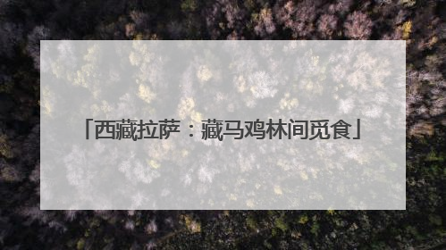 西藏拉萨：藏马鸡林间觅食