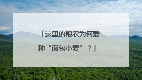 这里的粮农为何爱种“面包小麦”？