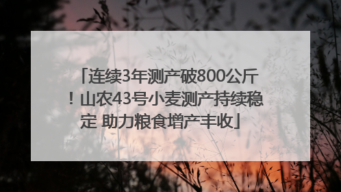 连续3年测产破800公斤！山农43号小麦测产持续稳定 助力粮食增产丰收