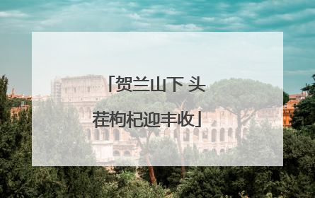 贺兰山下 头茬枸杞迎丰收