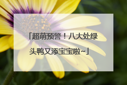 超萌预警！八大处绿头鸭又添宝宝啦~