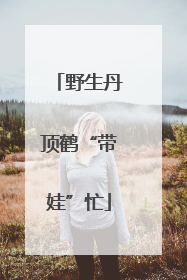 野生丹顶鹤“带娃”忙
