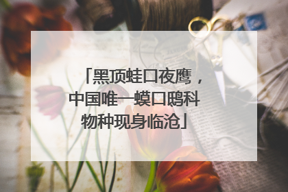 黑顶蛙口夜鹰，中国唯一蟆口鸱科物种现身临沧