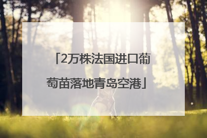 2万株法国进口葡萄苗落地青岛空港