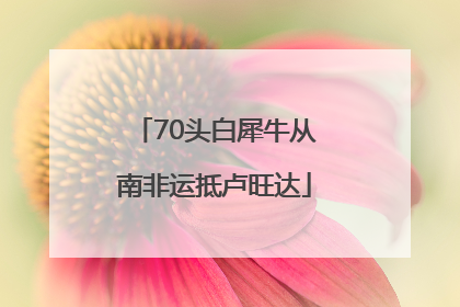 70头白犀牛从南非运抵卢旺达