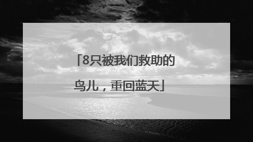 8只被我们救助的鸟儿，重回蓝天
